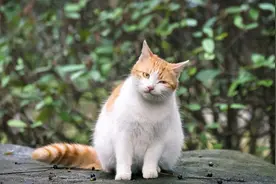 北大流浪猫，因抓人被“公开处刑”，猫：你们就欺负我没文化呗图片