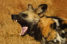 放弃交配权，为首领养崽的非洲野犬，凭啥成为比狼还团结的动物？图片