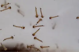 欧洲麦穗鱼泛滥成灾，中国本土小鱼，繁殖能力到底有多强？图片