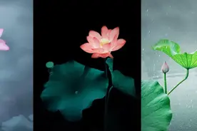 她用手机拍的荷花照片竟被人付费购买，这9个荷花拍摄技巧特好用图片