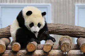 耿达熊猫幼儿园的老干部-珍川川小朋友图片