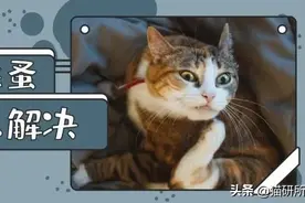 消灭99.99%的跳蚤，养宠家庭超实用灭蚤秘籍来了图片