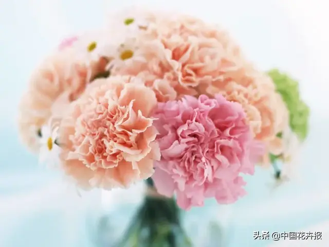 康乃馨的英文单词是什么？（母亲节涨知识你可知康乃馨）