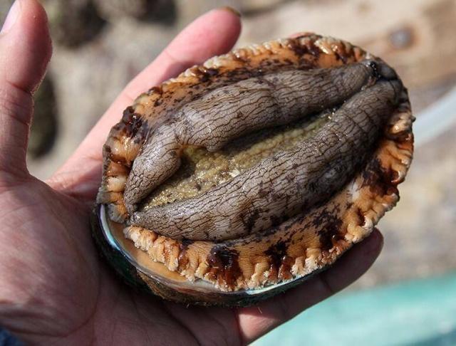 去海鲜店吃鲍鱼时有讲究,头数越小个头越大,长知识了