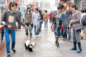 女子街头带大熊猫遛弯，引起路人围观，民警赶来后却哭笑不得！图片