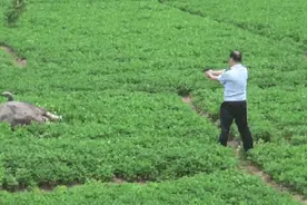 阿珍，你来真的？图片