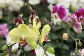 五彩缤纷，如蝴蝶般飞舞，深受花迷青睐，“洋兰王后”-蝴蝶兰图片