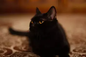 黑猫，人类史上最大的背锅侠图片