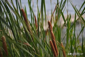 农村常见的“水蜡烛”，蚊子绕着走图片