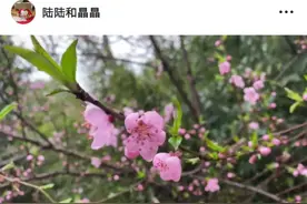 刚刚过去！可能是无锡史上最“疯”冬季图片