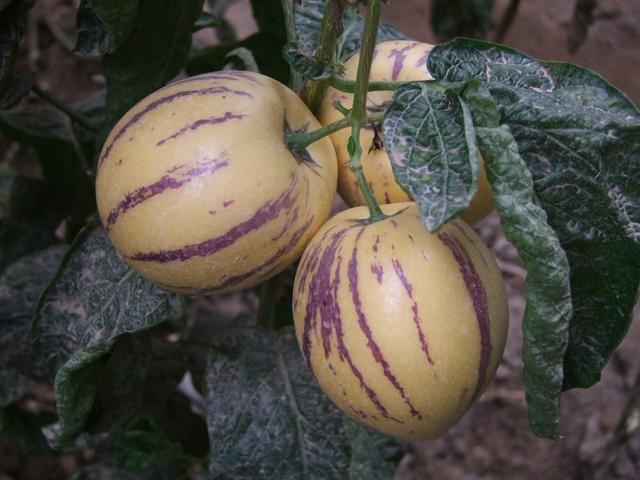 “人参果”有哪些好处？多吃会不会上火？为了健康，麻烦正确对待