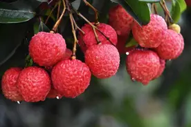 描写荔枝的古诗词，除了杜牧和苏轼的，你还知道谁写的的？图片