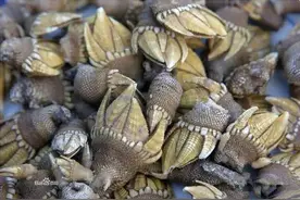 海鲜大全，以后不怕不懂海鲜图片