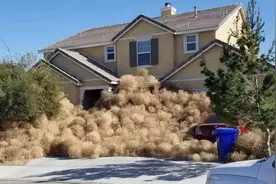 美国风滚草泛滥成灾，淹没房屋、堵塞公路，在我国却难以长大图片