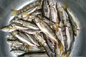 溪石斑，鱼体虽小价格昂贵，很多钓鱼人根本不懂如何垂钓！图片