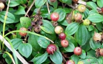 南方农村常见的地菍有什么利用价值