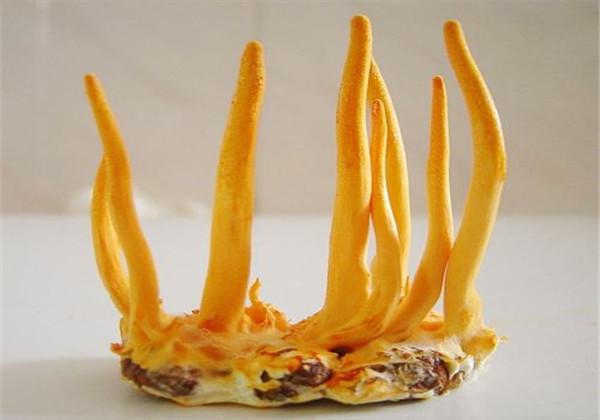 浜哄伐铔硅櫕鑽夋牻鍩规妧鏈紝鑳芥彁鍗囪浌铏崏浜ч噺锛岃繕鑳戒繚鎸佸叾钀ュ吇