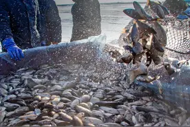 鱼价“塌陷”，黄骨鱼跌3元，草鱼跌至6元，牛蛙跌8元，发生了啥图片