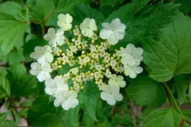 Science | 植物开花调控新机制——磷脂酰甘油介导叶片成花素转运图片