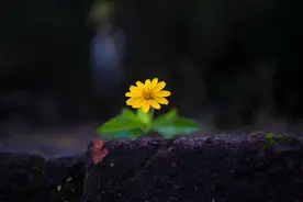 花卉的5种拍摄方法，帮你拍出漂亮花花图片