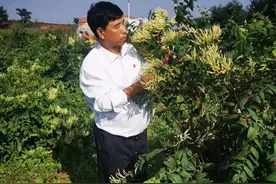 脱贫致富“摇钱树”遍地花开是“金银”图片