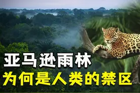 动物的天堂却是人类禁区，亚马逊雨林里面有什么，为何如此恐怖？图片