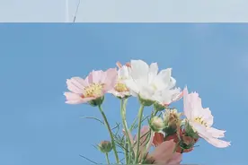 壁纸|不管你需不需要，我一直都在图片