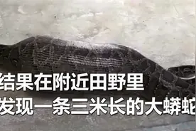 50斤牛犊被大蟒蛇一口吞下，肚子鼓得像皮球，农户看呆连忙报警图片