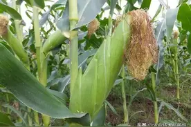 高产玉米龙高L2亩产2000斤是这样管理出来的。图片