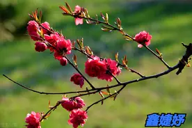 宋词名家及鉴赏（二十一）柳永醉蓬莱图片
