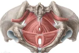 盆底肌，肚子里的吊床图片