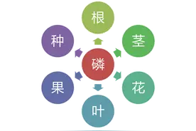 绿色生态农业新方向——磷素增效IPE图片