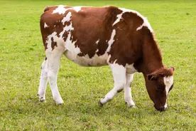 母牛分娩前的征兆及分娩过程图片