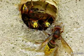 ​蜜蜂振动翅膀就是要攻击？先别跑！3招教你看懂蜜蜂翅膀上的语言图片