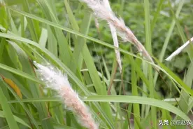 过去庄稼人最讨厌这种草，如今它的根却很值钱，还能卖进大酒店图片