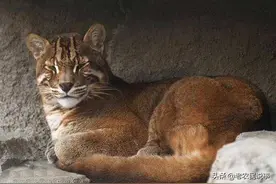 农村俗语：虎生三子，必有一彪，啥意思？彪这种动物，你知道吗？图片