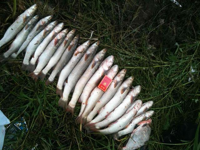 氨基酸做添加剂，用量到位，渔获翻倍，用量不对，光头打龟不奇怪