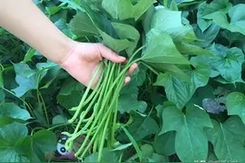 遥远的记忆——摘红薯梗图片