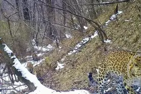 罕见！秦岭同现4只野生花豹，中国大地更绿了，森林保护效果明显图片