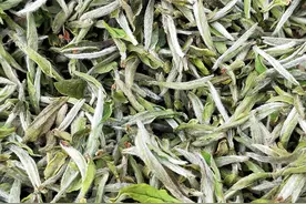 白茶的奥秘，看完之后，茅塞顿开图片