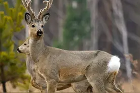 世界上最笨的三种动物，根本不需要任何天敌，自己就能把自己作死图片