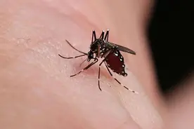 美国将投放7.5亿只基因蚊子，直接干涉生物进化，或引发大灾难图片