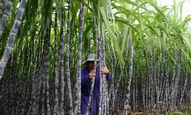磷酸二氢钾加红糖，这个配方真的有用，你是不是后悔知道的晚了