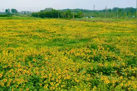 总长30公里，票价只要1元！郑州这辆“游览式”公交能带你看一场黄河风景之美图片