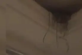 新房装修好就出门打工，一年没关窗成这样，房主：肠子都悔青了图片