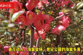 石家庄世纪公园海棠花开图片