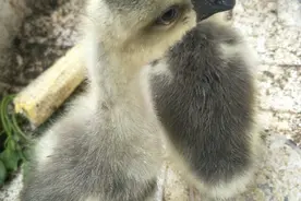 邻居家养的两只小鹅放在泡沫箱里养，小姑娘胆子肥，要抓小鹅玩图片