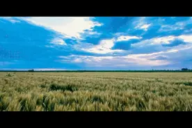 《风吹麦浪》MV来了！金色的河套麦田惊艳世间图片