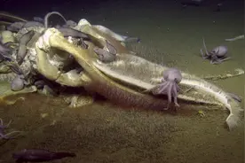 中国南海发现3米长的鲸落，鲸落是什么？具有怎样的价值？图片