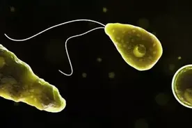 致死率高达97%！美国再现罕见"食脑虫病"，游泳时可能感染图片
